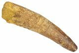 Fossil Spinosaurus Tooth - Real Dinosaur Tooth #348608-1